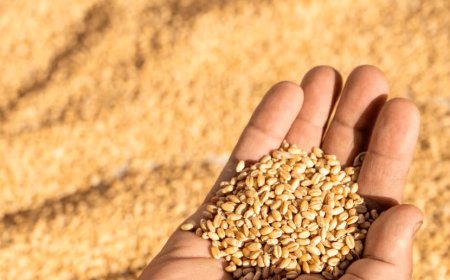 In Uttar Pradesh, the support price of wheat will be procured from the declared - ₹2425 / quintal. 6500 purchase centres to be set up from 17th March 2025 to 15th June 2025