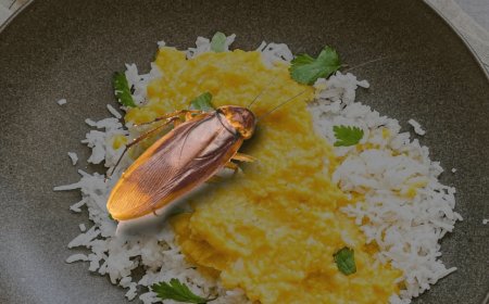 A young man's condition worsened after he ordered food from Hotel Four Seasons via Swiggy and found a cockroach in it