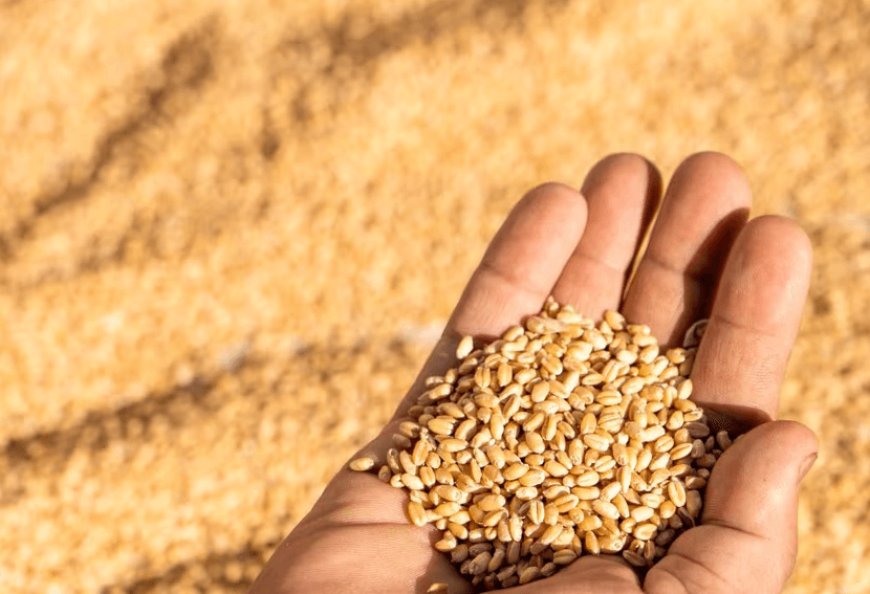 In Uttar Pradesh, the support price of wheat will be procured from the declared - ₹2425 / quintal. 6500 purchase centres to be set up from 17th March 2025 to 15th June 2025