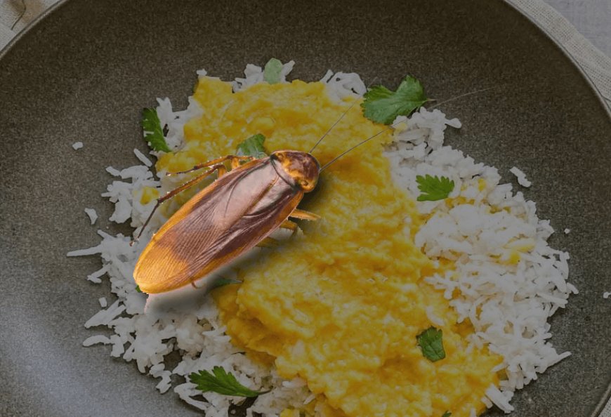 A young man's condition worsened after he ordered food from Hotel Four Seasons via Swiggy and found a cockroach in it