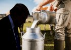 What is the matter of America's non-vegetarian cow milk? Why does America want to send non-vegetarian cow milk?