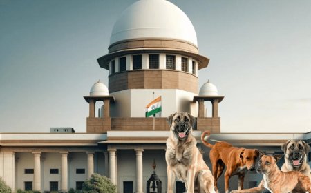 The Supreme Court's order has created a wall between dog lovers and those who control stray dogs in Delhi and NCR! Dog lovers give suggestions