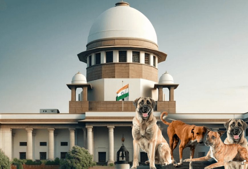 The Supreme Court's order has created a wall between dog lovers and those who control stray dogs in Delhi and NCR! Dog lovers give suggestions